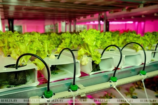 Травка с прилавка: Как выращивают микрозелень в Брестской области Травка с прилавка: Как выращивают микрозелень в Брестской области