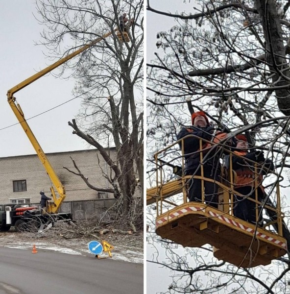 Более 2 тысяч аварийных деревьев спилили в Бресте в 2022 году