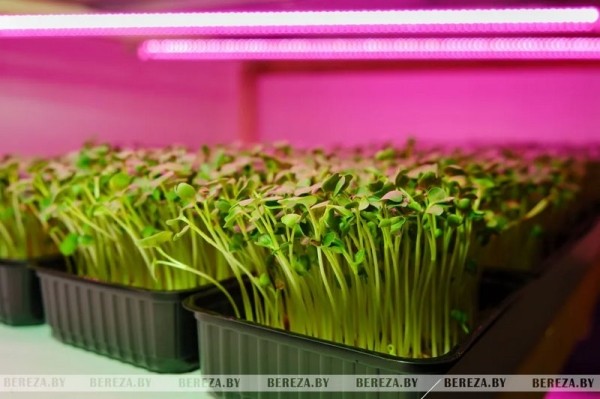 Травка с прилавка: Как выращивают микрозелень в Брестской области Травка с прилавка: Как выращивают микрозелень в Брестской области