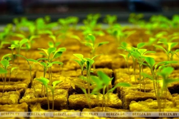 Травка с прилавка: Как выращивают микрозелень в Брестской области Травка с прилавка: Как выращивают микрозелень в Брестской области