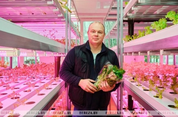 Травка с прилавка: Как выращивают микрозелень в Брестской области Травка с прилавка: Как выращивают микрозелень в Брестской области