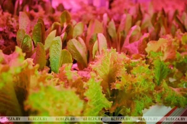 Травка с прилавка: Как выращивают микрозелень в Брестской области Травка с прилавка: Как выращивают микрозелень в Брестской области