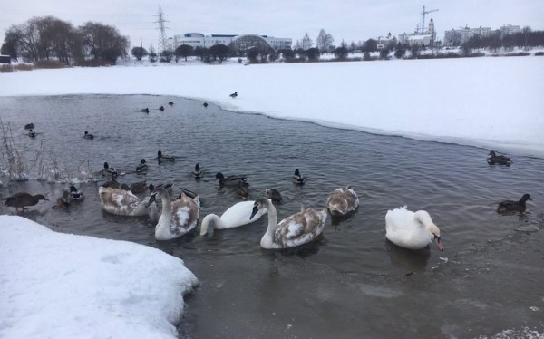 Погиб молодой лебедь, которого другие птицы прогоняли из полыньи на Светиловском озере в Барановичах