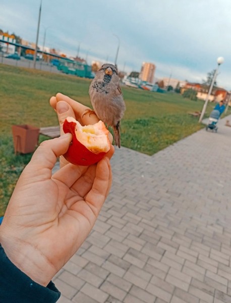 В Кобрине потерялся член семьи — ручной воробей Жорик