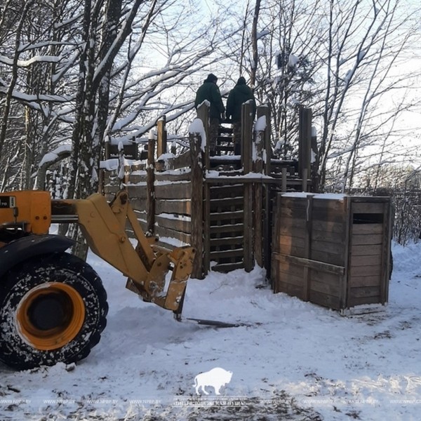 Первая партия благородных оленей отправилась из Беловежской пущи в Минскую область