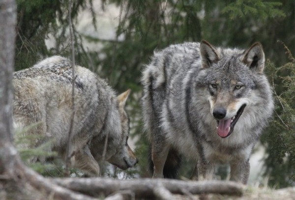 Житель Брестской области поймал волчицу и пытался ее продать