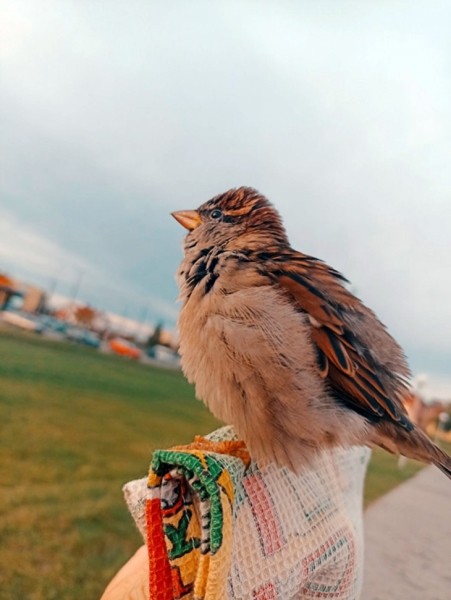 В Кобрине потерялся член семьи — ручной воробей Жорик