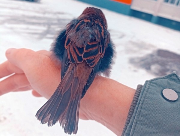 В Кобрине потерялся член семьи — ручной воробей Жорик