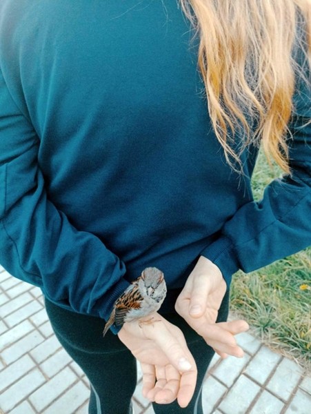 В Кобрине потерялся член семьи — ручной воробей Жорик