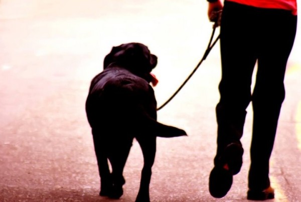 «Убил собаку из мести?» Суд Каменецкого района вынес решение по жестокому обращению с животными