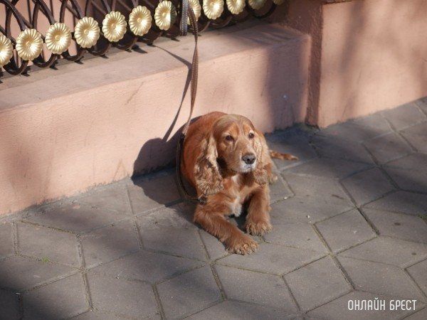Собаки будут обходится белорусам дороже из-за размера налога
