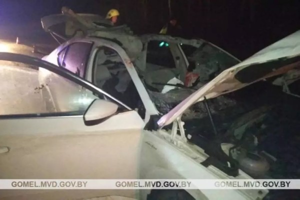 Наезд на лося в Гомельской области: погиб пассажир, водитель в реанимации