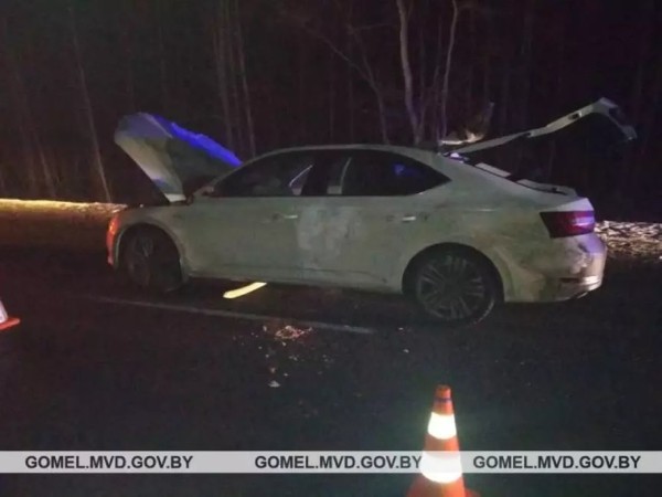 Наезд на лося в Гомельской области: погиб пассажир, водитель в реанимации