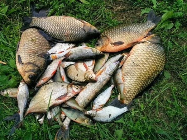 В Брестской области мужчина решил порадовать жену на 8 Марта и «организовать» рыбный день. Инициатива плохо кончилась