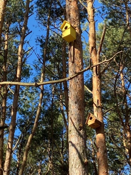 В одном из парков в Бресте установили скворечники, изготовленные школьниками города В одном из парков в Бресте установили скворечники, изготовленные школьниками города