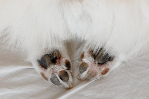 Мужчина пнул пробегавшего мимо шпица, за что его хозяин ударил обидчика