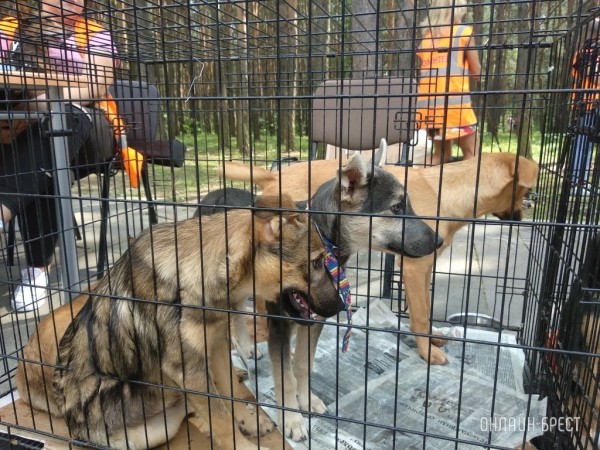 Кто из владельцев собак освобожден от уплаты налога за их владение