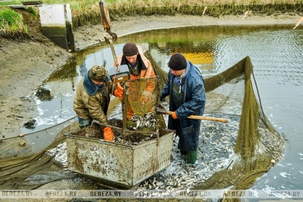 В озера Березовского района выпущено более трех тонн карася