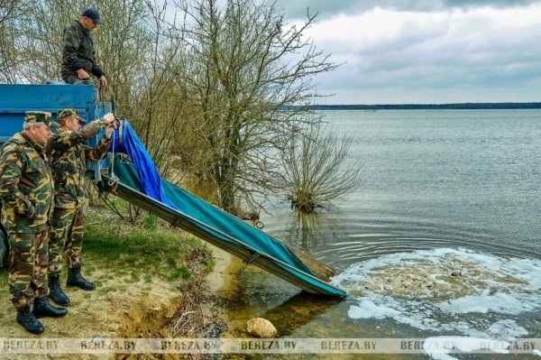 В озера Березовского района выпущено более трех тонн карася