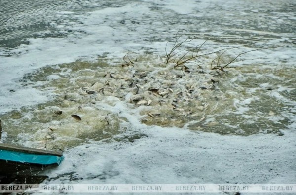 В озера Березовского района выпущено более трех тонн карася