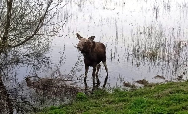 Молодой лось забрел в пригород Пинска и ищет дорогу домой Молодой лось забрел в пригород Пинска и ищет дорогу домой