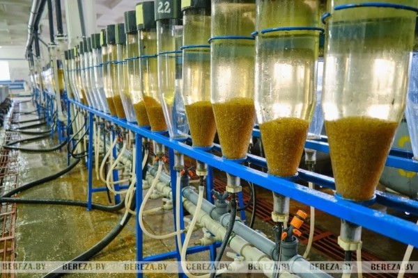 В озера Березовского района выпущено более трех тонн карася