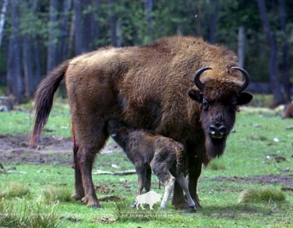 Документ 1783 года. Сколько зубров насчитали в Беловежской пуще 240 лет назад Документ 1783 года. Сколько зубров насчитали в Беловежской пуще 240 лет назад