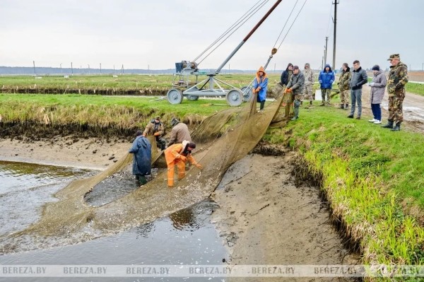 В озера Березовского района выпущено более трех тонн карася