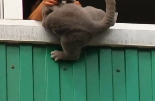 В Беларуси пенсионерка выбросила с балкона кошку, что повлекло гибель животного