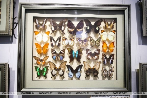 &laquo;Порхающие цветы&raquo;. Выставку бабочек презентовали в Бресте