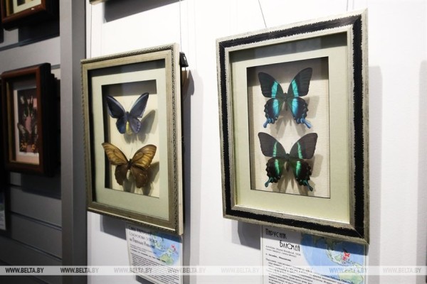 &laquo;Порхающие цветы&raquo;. Выставку бабочек презентовали в Бресте