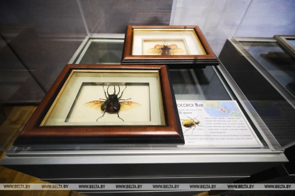 &laquo;Порхающие цветы&raquo;. Выставку бабочек презентовали в Бресте