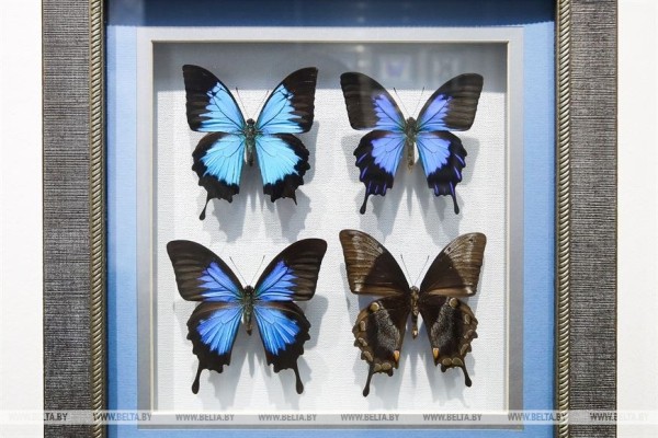 &laquo;Порхающие цветы&raquo;. Выставку бабочек презентовали в Бресте