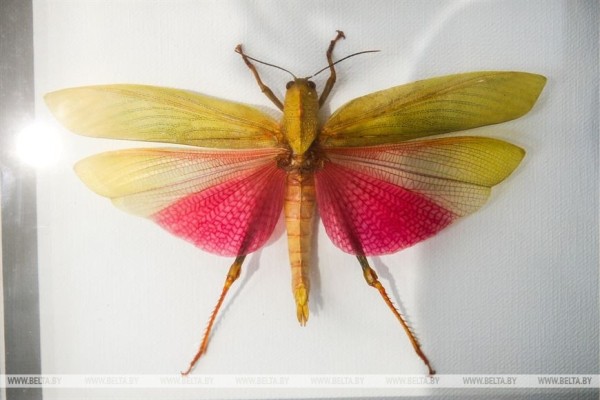 &laquo;Порхающие цветы&raquo;. Выставку бабочек презентовали в Бресте