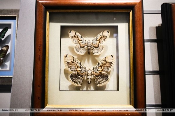 &laquo;Порхающие цветы&raquo;. Выставку бабочек презентовали в Бресте