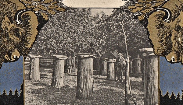 В Беловежской пуще хотят возродить древнейший вид пчеловодства. Он занесен в список наследия ЮНЕСКО