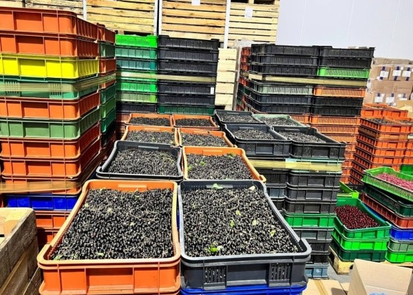 Ягодного бизнесмена из Брестской области подозревают в криминальной схеме