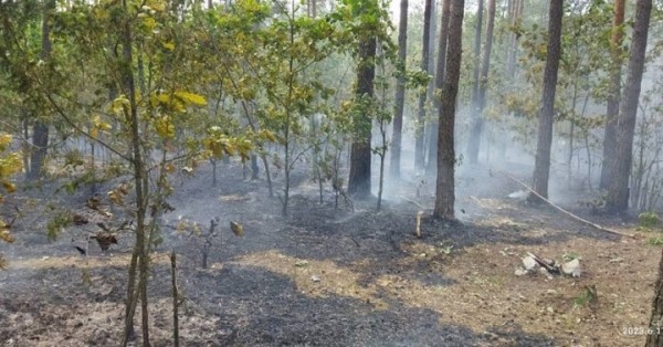 Штраф за прогулку. Почему не стоит ходить в лес во время засухи и как ловят нарушителей