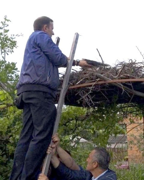 Жители Пинского района спасают попавших в беду аистов