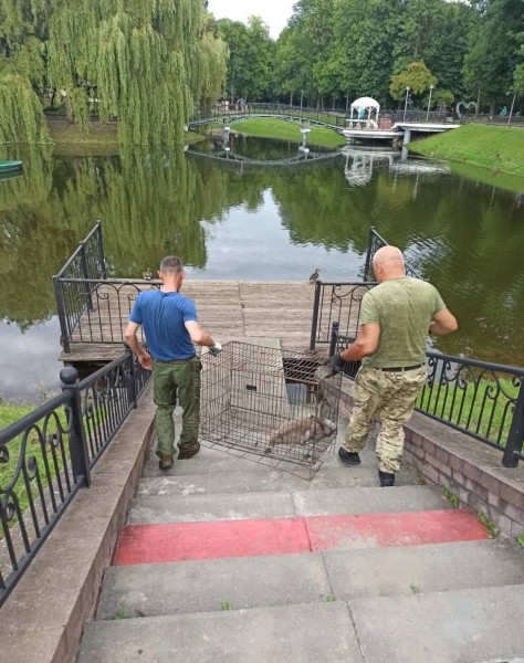 В Бресте спасли двух лебедей В Бресте спасли двух лебедей