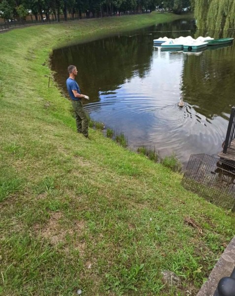 В Бресте спасли двух лебедей В Бресте спасли двух лебедей