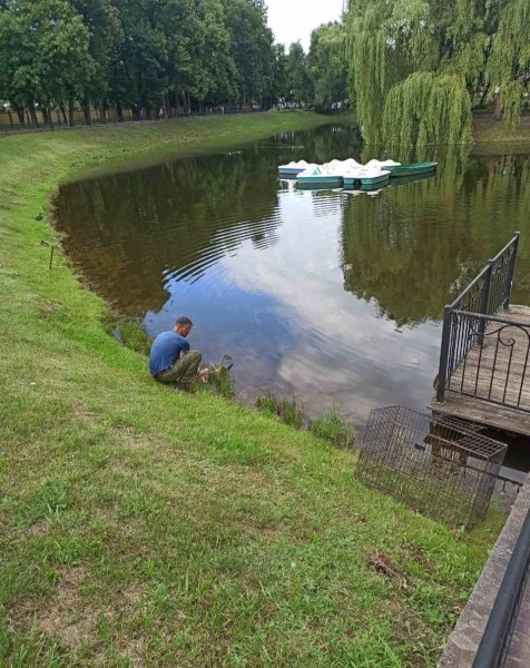 В Бресте спасли двух лебедей В Бресте спасли двух лебедей