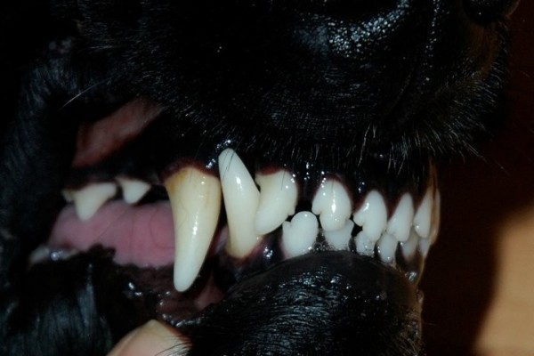 Милиционер обезвредил сенбернара, покусавшего девятилетнего ребенка