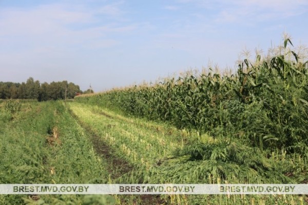 Под Брестом уничтожено около 5 тонн дикорастущей конопли Под Брестом уничтожено около 5 тонн дикорастущей конопли