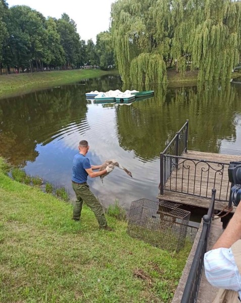 В Бресте спасли двух лебедей В Бресте спасли двух лебедей