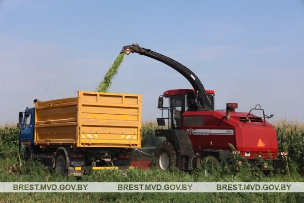 Под Брестом уничтожено около 5 тонн дикорастущей конопли Под Брестом уничтожено около 5 тонн дикорастущей конопли