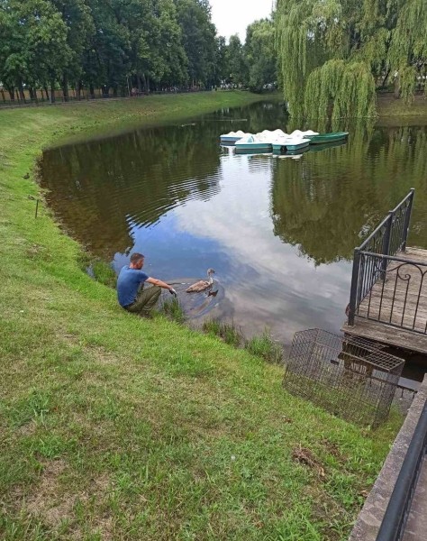 В Бресте спасли двух лебедей В Бресте спасли двух лебедей