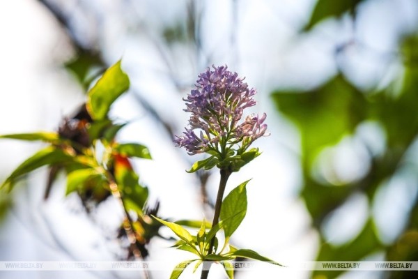 Привет из весны. В Бресте снова зацвела сирень