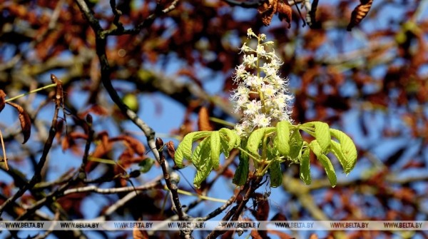 В Жабинковском районе зацвели каштаны В Жабинковском районе зацвели каштаны