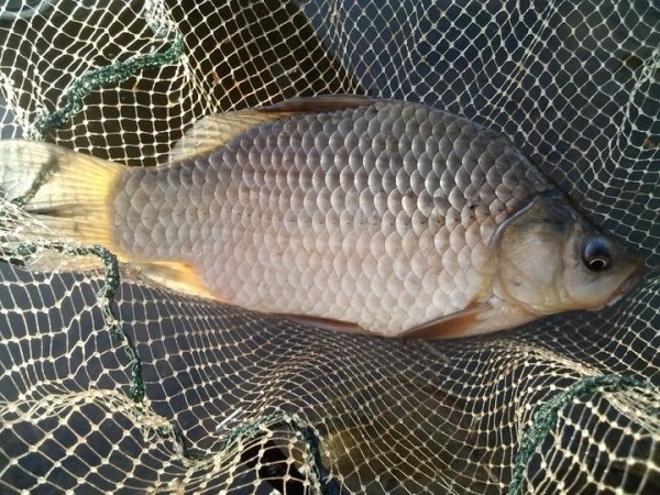 Крупный штраф и год &laquo;химии&raquo;: житель Пружанского района поплатился за незаконную рыбалку